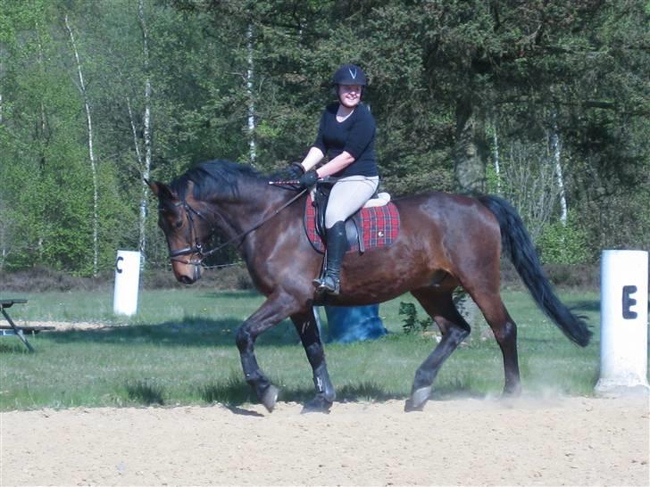 Anden særlig race Midnight Teardrop - .. billede 10