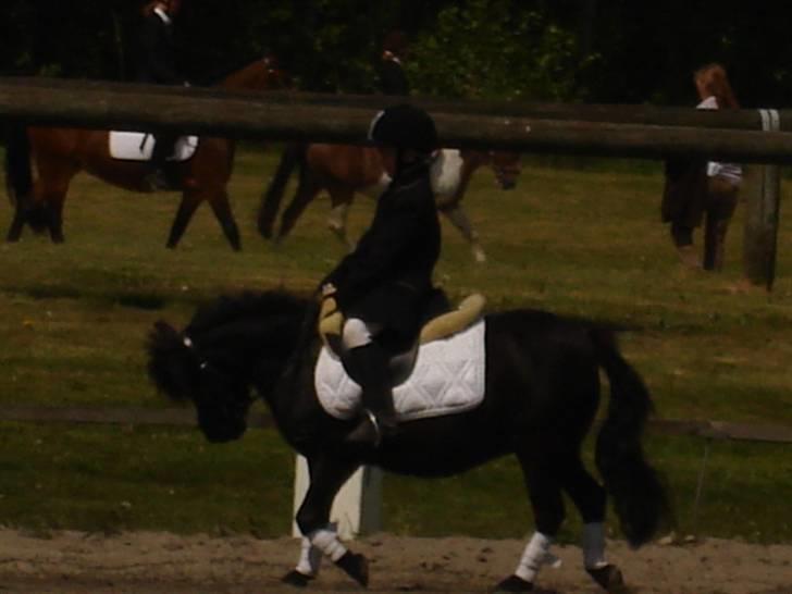 Shetlænder Minnie billede 14