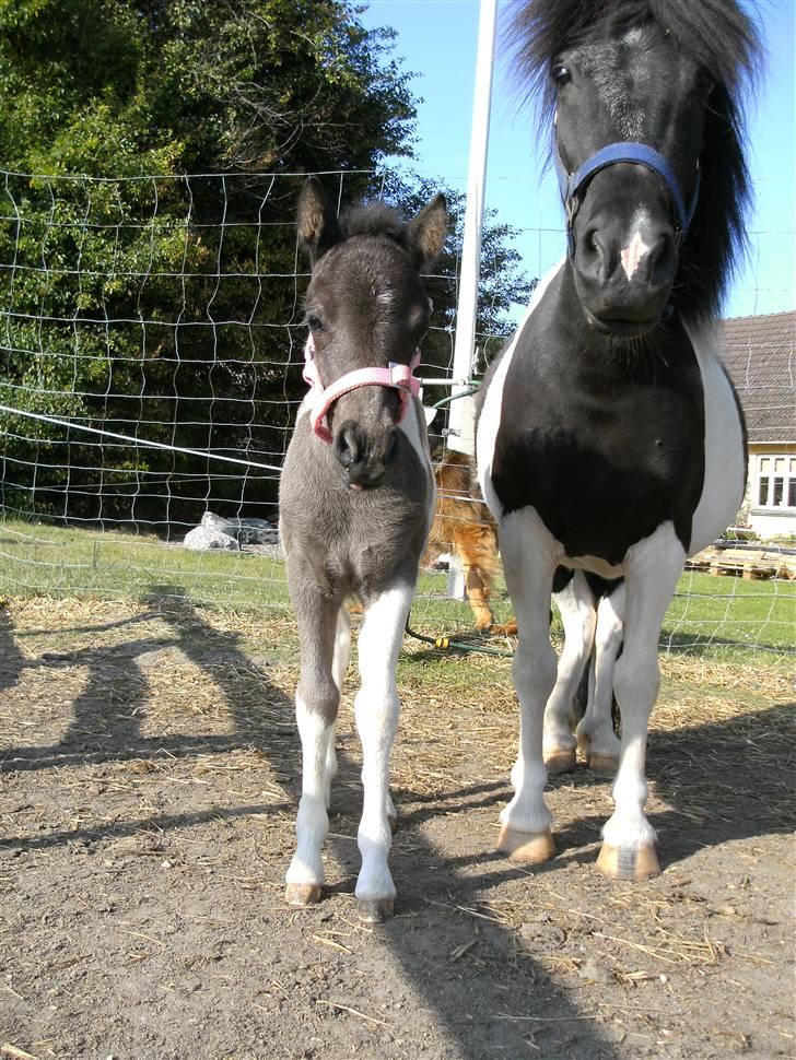 Shetlænder | Kærholms Ljubljana  - Den gang da jeg var lille <3 billede 2