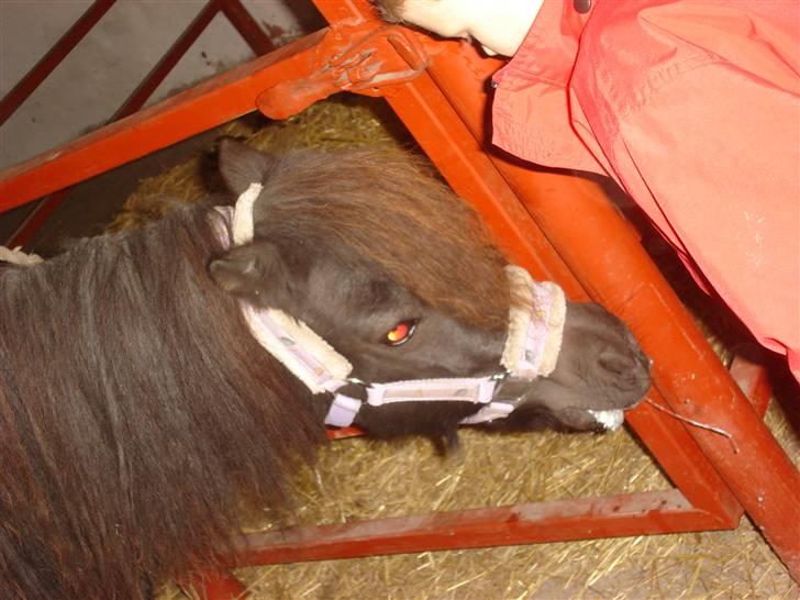 Shetlænder Minnie billede 16