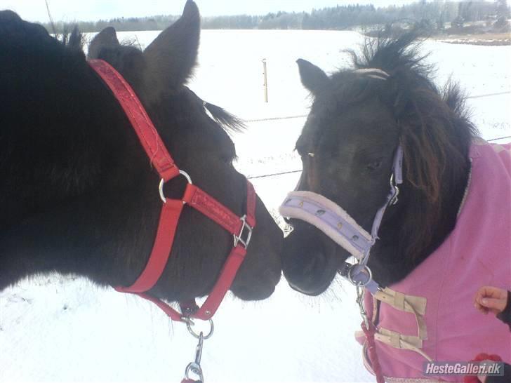 Shetlænder Minnie billede 17