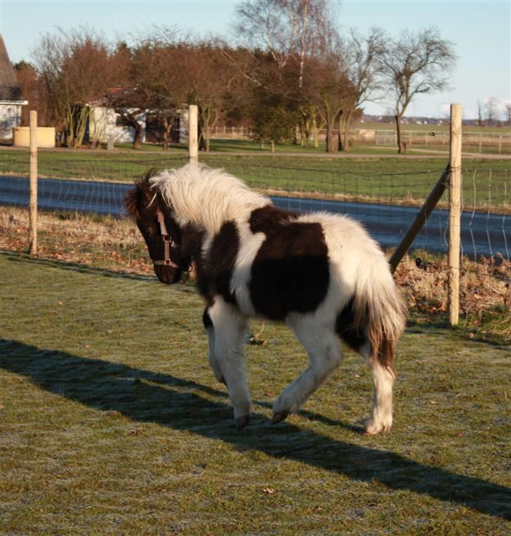 Shetlænder | Kærholms Ljubljana  - Ljubljana på fold :D  billede 3