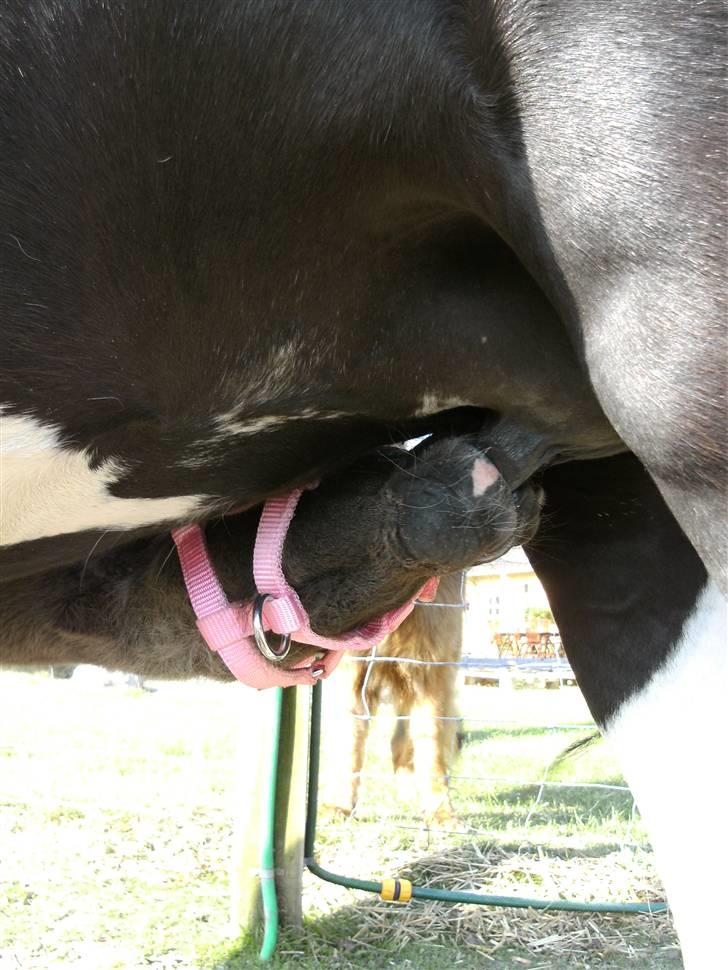 Shetlænder | Kærholms Ljubljana  - Mums ! mælk :P  billede 4