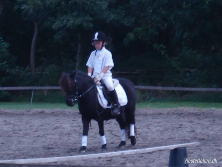 Shetlænder Minnie billede 18