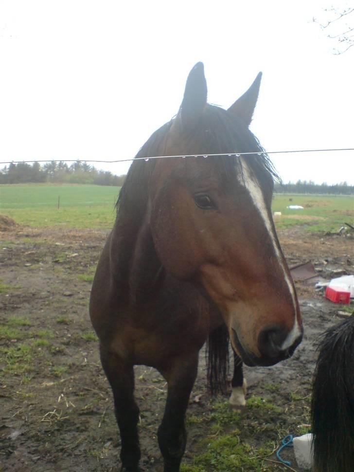 Anden særlig race Stald-pilevejens.Bølle<'3 - Lille´Bølle´<3 billede 1