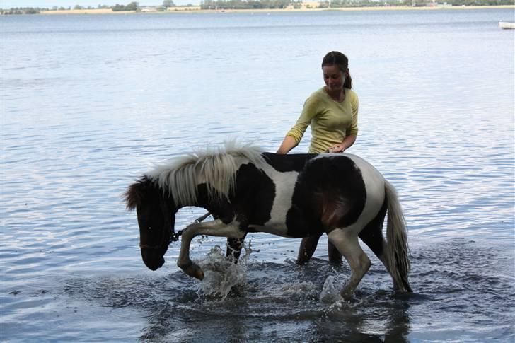 Shetlænder | Kærholms Ljubljana  - Ljubljana i vandet :D foto Signe billede 14