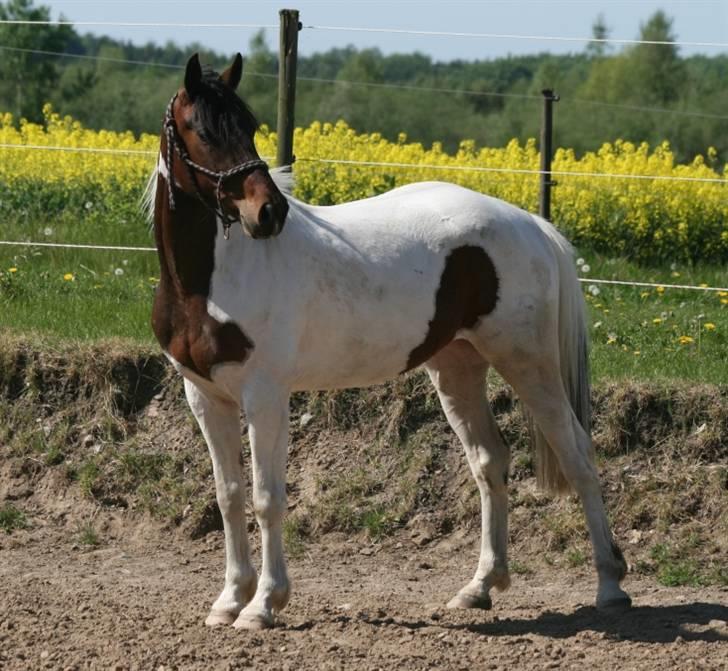 Pinto Lundhøjgårds Intermezzo billede 14