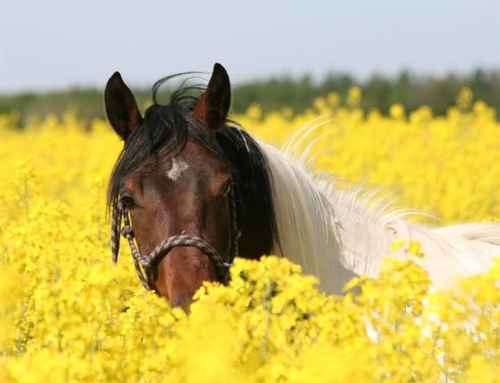 Pinto Lundhøjgårds Intermezzo - I Rapsen. billede 15