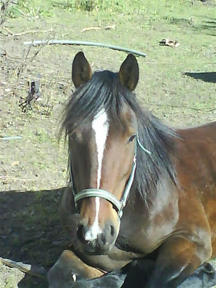 Anden særlig race Stald-pilevejens.Bølle<'3 - Bølle´på´en´Dejliq´varm´sommerdag(: billede 2