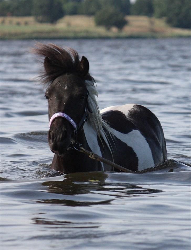 Shetlænder | Kærholms Ljubljana  - Ljubljana i vandet 2010  billede 16