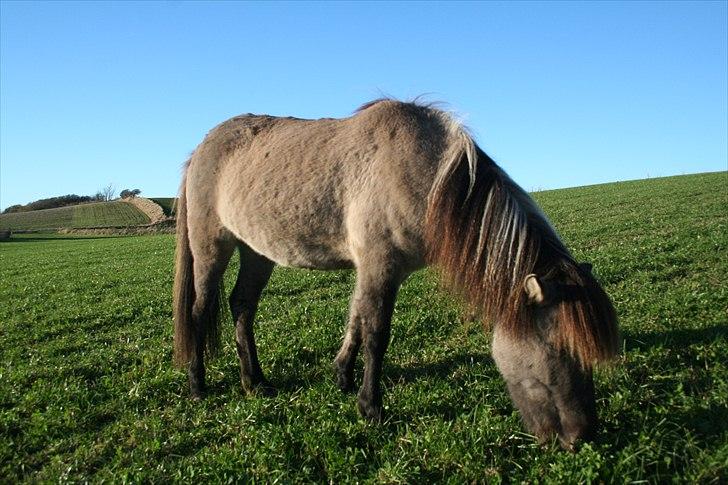 Islænder Litfrid fra Kjærsgård  billede 19