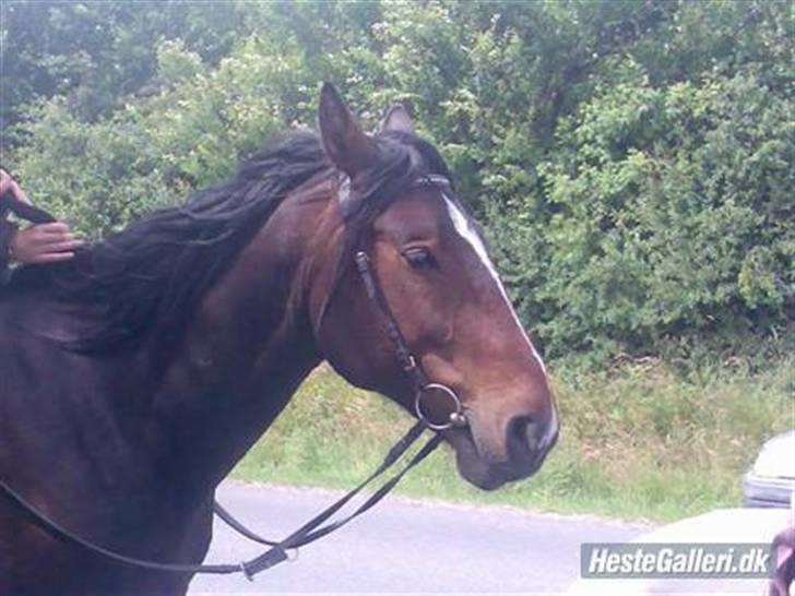 Anden særlig race Stald-pilevejens.Bølle<'3 - Bølle´På´en´super´varm´daq:) billede 3