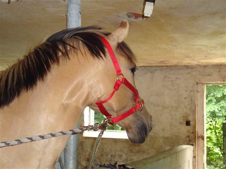 Anden særlig race Tulle - nårh smukke billede 2