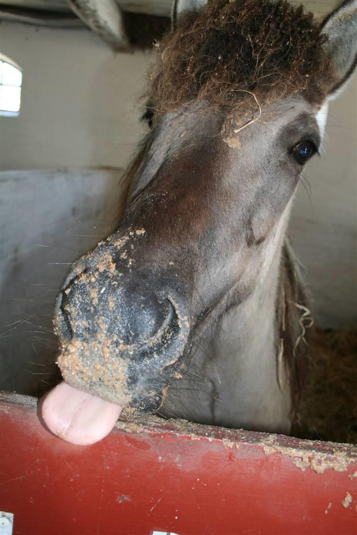 Islænder Litfrid fra Kjærsgård  - dejlig klid mule:) billede 20