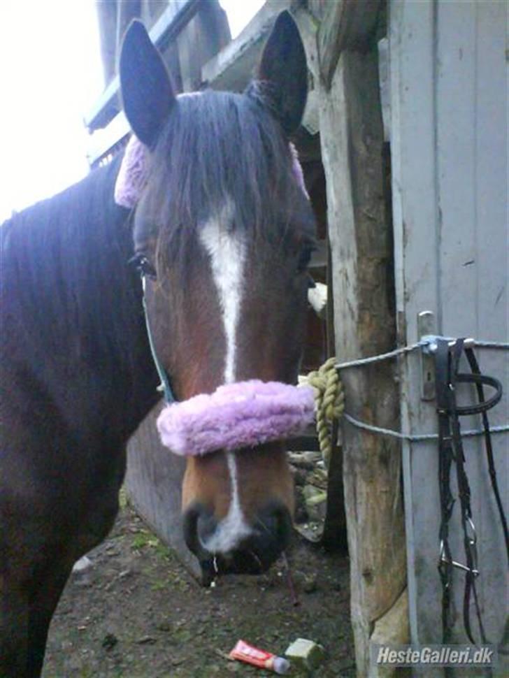 Anden særlig race Stald-pilevejens.Bølle<'3 - Bølle(: billede 4