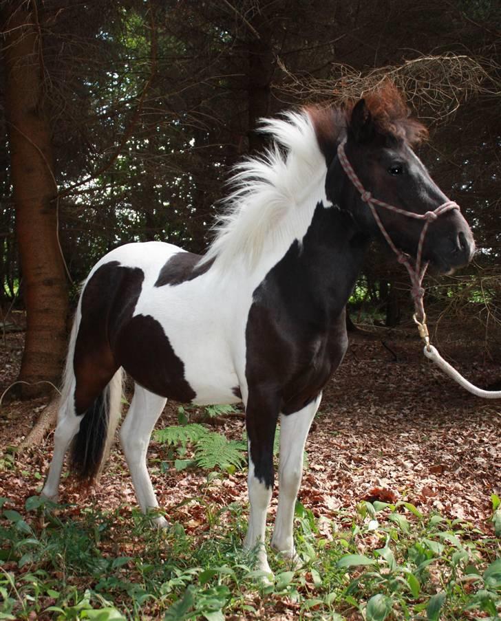 Shetlænder | Kærholms Ljubljana  - nyt billede 19