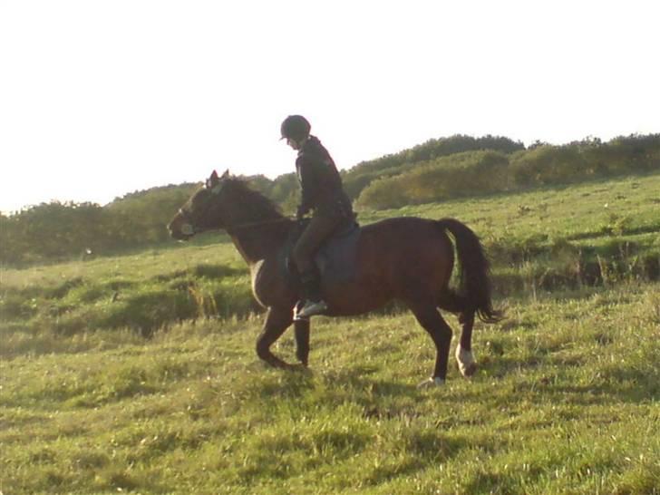 Anden særlig race Stald-pilevejens.Bølle<'3 - Duut´&Bølle´på´vej´i´qalop<3 billede 5