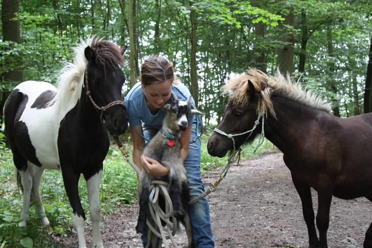 Shetlænder | Kærholms Ljubljana  - Ljubljana, mig, Mikkel og Frodo <3 billede 20