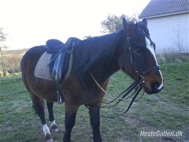 Anden særlig race Stald-pilevejens.Bølle<'3 - Bølle´bob(: billede 6