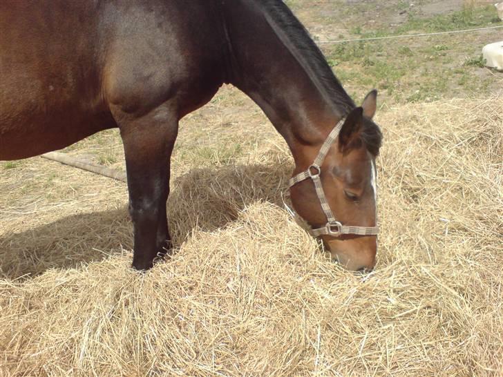 Anden særlig race Stald-pilevejens.Bølle<'3 - ´Bølle på fold ude i det dejlige solskins-vejr(: billede 7