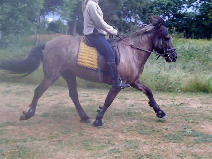 Islænder Urdúr<3 - Ødur i Tölt, Hun er utrolig!<3   foto: Annika. billede 4