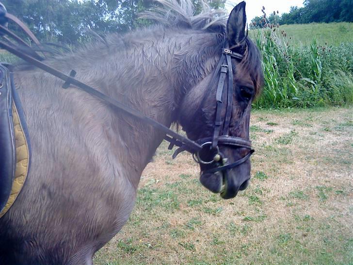 Islænder Urdúr<3 - Ødur går til bidet ;D Foto: Annika. billede 5