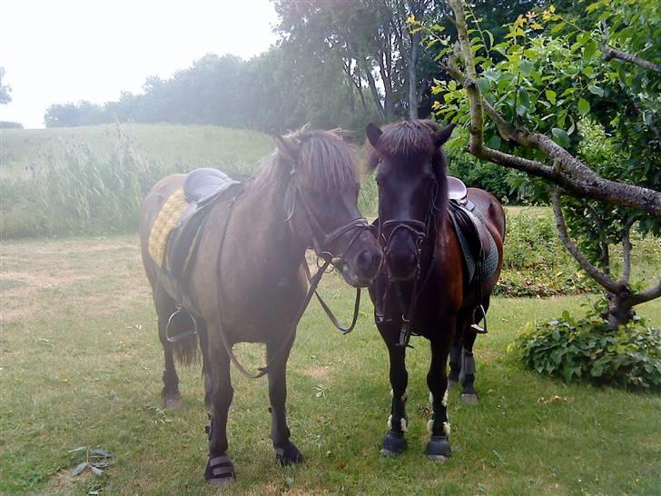 Islænder Urdúr<3 - Ødur og Sliepnir<33 de er såå søde sammen.   Foto: Mig. billede 6