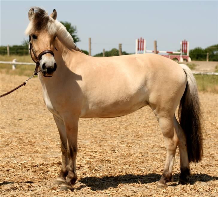 Fjordhest Sirocco billede 5