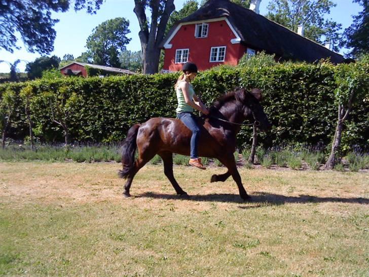 Islænder Sliepnir<3 R.I.P :'( - Sliepnir og mig  i en fin  trav ;D<3     billede 4