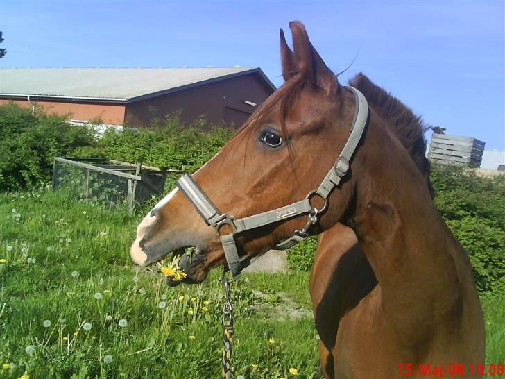 Sportsaraber (A) Barbette Troldhøj R.I.P billede 1