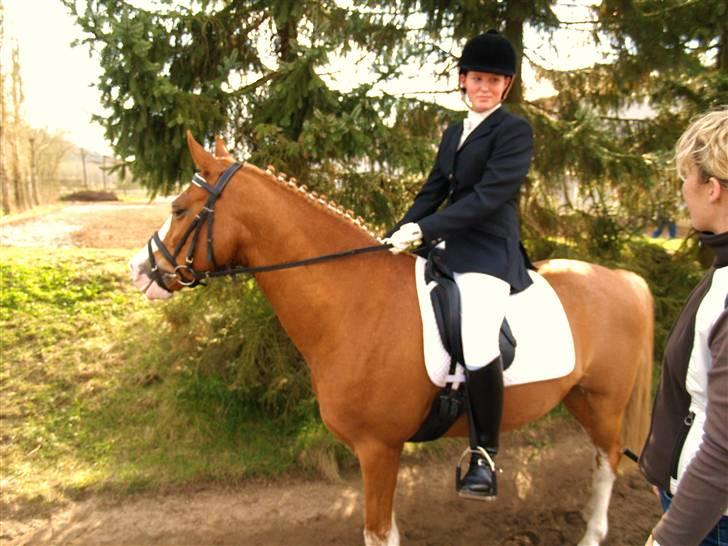 Hollandsk Sportspony Max billede 6