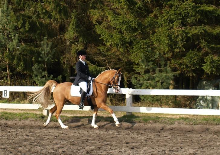 Hollandsk Sportspony Max billede 12