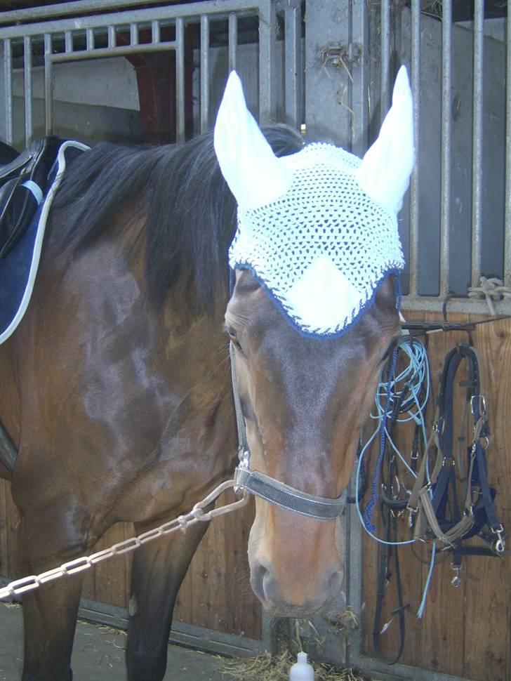 Dansk Varmblod Eliza - Byttet ****Tidl. hest**** - Ser jeg dum ud?  billede 1