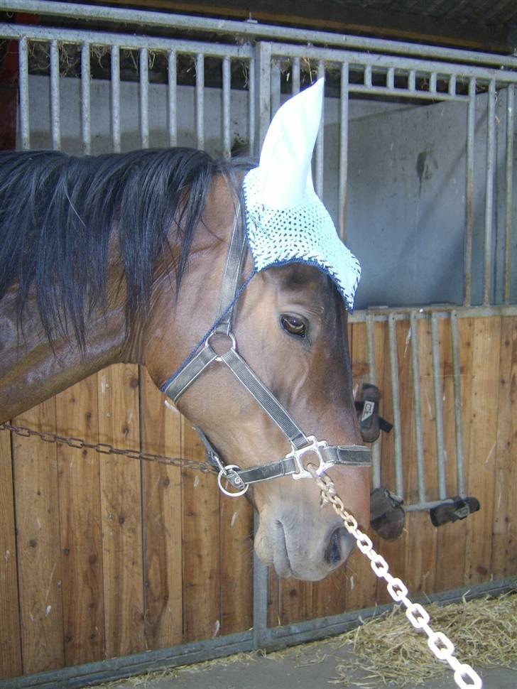 Dansk Varmblod Eliza - Byttet ****Tidl. hest**** - gab gab.. må jeg ikke godt sove videre? billede 2