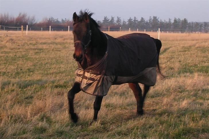 Dansk Varmblod Eliza - Byttet ****Tidl. hest**** - et af de billeder jeg faldt for, da jeg var på udkig efter en hest billede 3