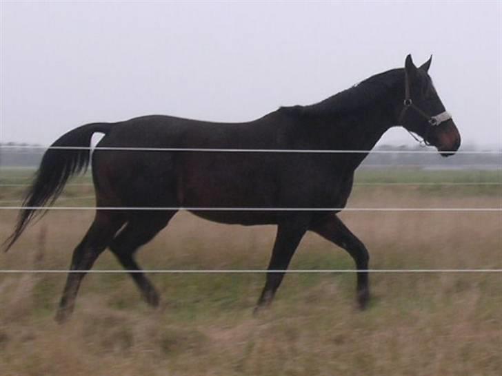 Dansk Varmblod Eliza - Byttet ****Tidl. hest**** - taget før jeg fik hende billede 4