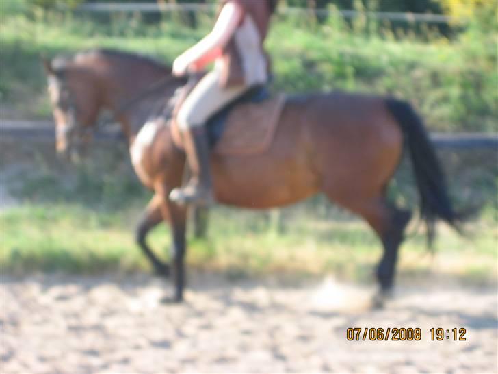 Anden særlig race Beauty - mig og Beauty<3 billede 6