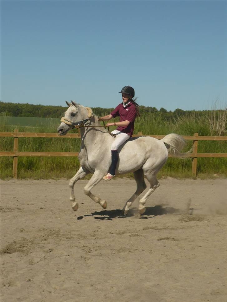 Arabisk fuldblod (OX) Progres - spring uden saddle og hovedtøj<3 billede 8