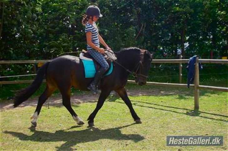 Anden særlig race Fandango SOLGT!! :'( - Dressur på folden, en dejlig sommerdag. -Foto Ulla.  billede 6