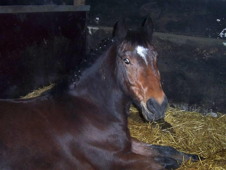 New Forest Roløkke Superman - træt .. ;D *NYYYT* billede 20