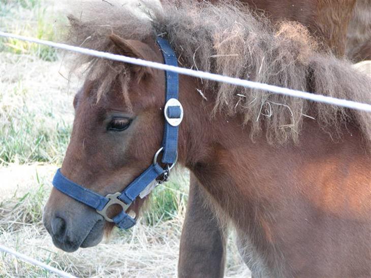 {{currentPhoto.altText}} billede {{currentPhoto.number}}