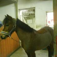 Welsh Mountain (sec A) Pegasus Roxanne