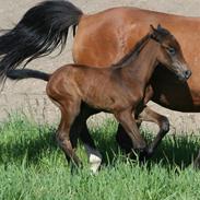 Dansk Varmblod Sweet Grace Sortebjerg