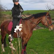 Polsk Varmblod Bielins Cyrenajka