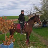 Polsk Varmblod Bielins Cyrenajka