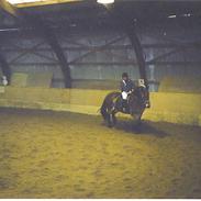 Nordsvensk Skovhest Bimmer