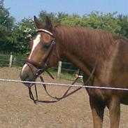 New Forest Harmonie<3solgt&savnet<3