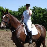 Dansk Varmblod Racy Lund "RIP"