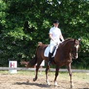 Dansk Varmblod Racy Lund "RIP"