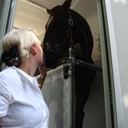 Dansk Varmblod Racy Lund "RIP"